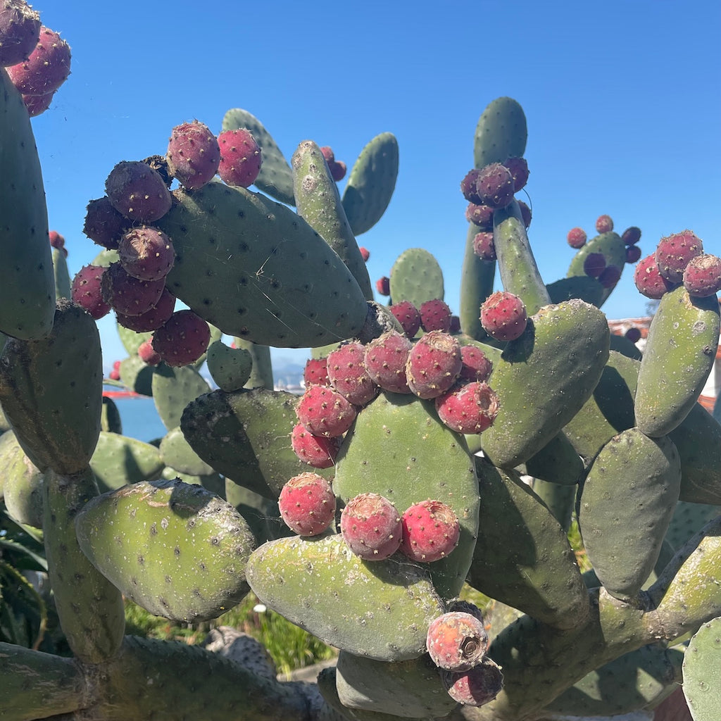 Prickly Pears on Cactus