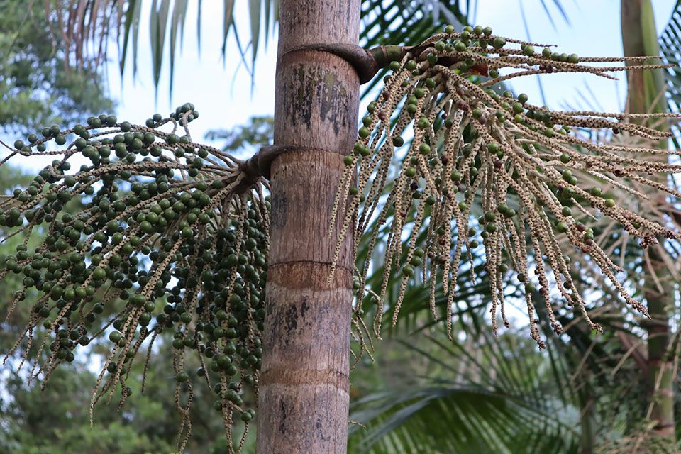 Açaí drupe's growing on tree