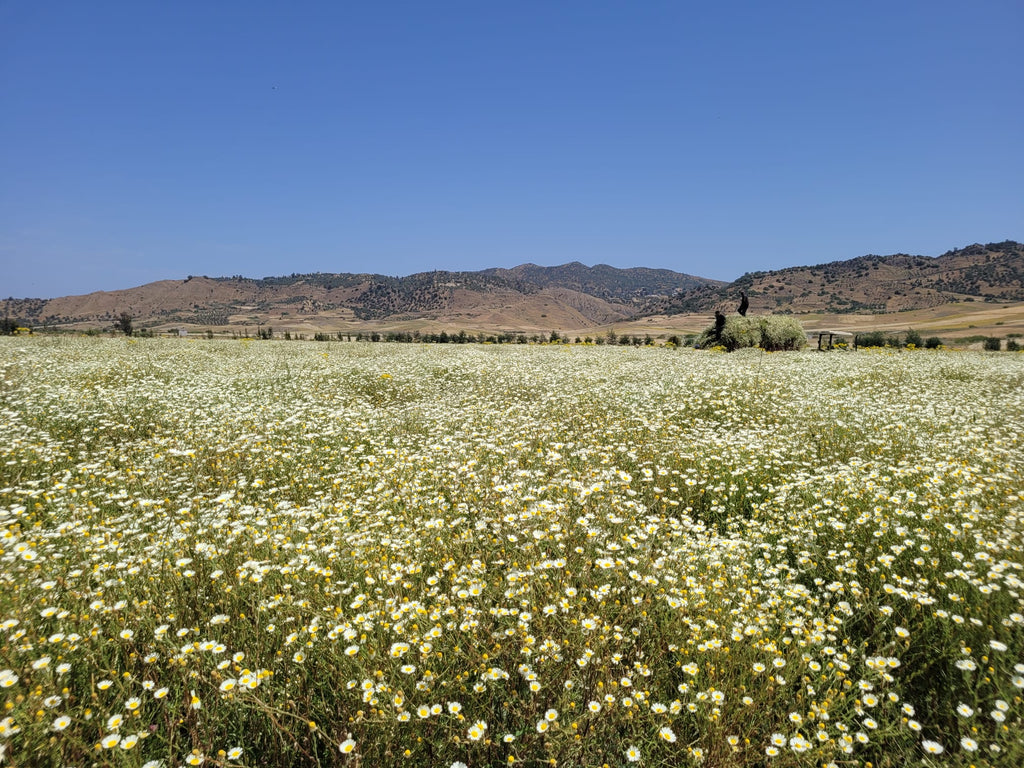 Field of Chamomile bushes