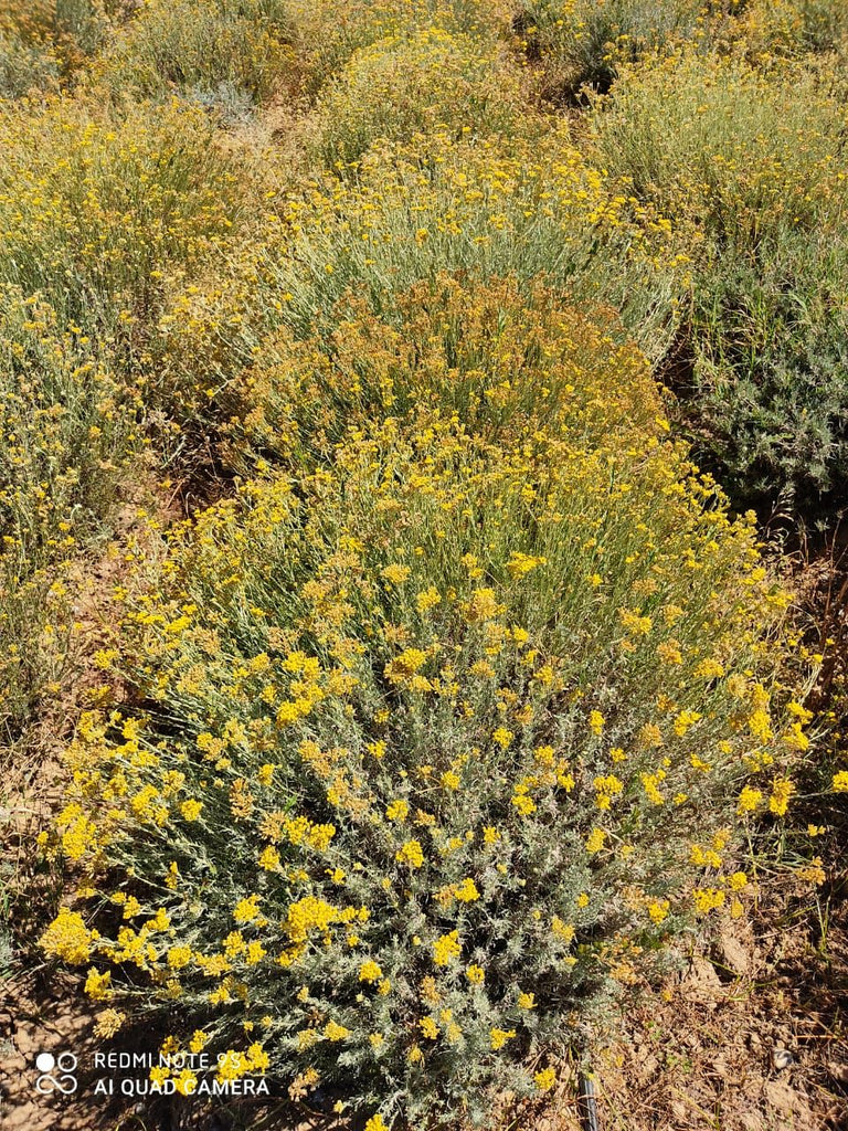 Helichrysum Bush