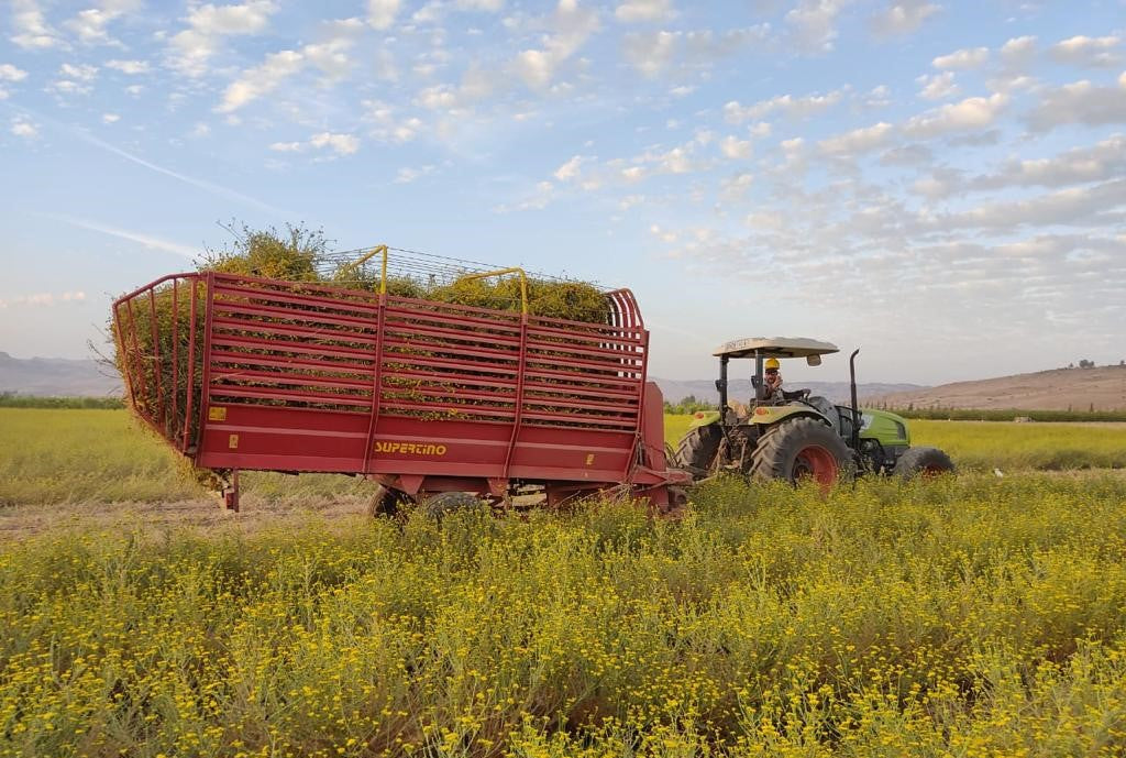 Tractor Blue Tansy Harvest