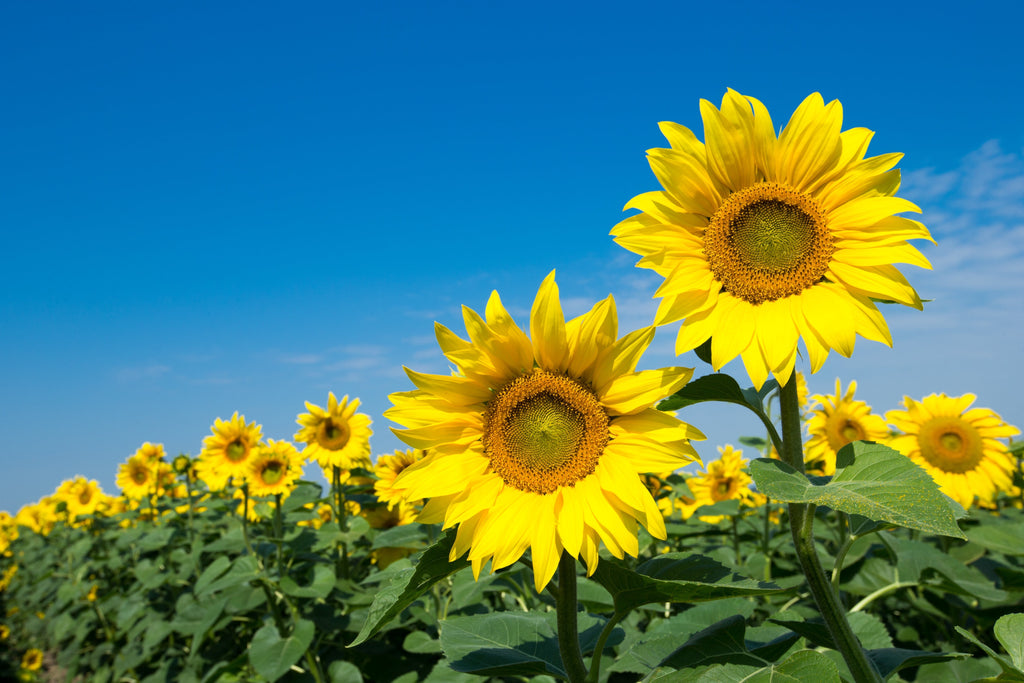 Seed Oils - What's the harm?