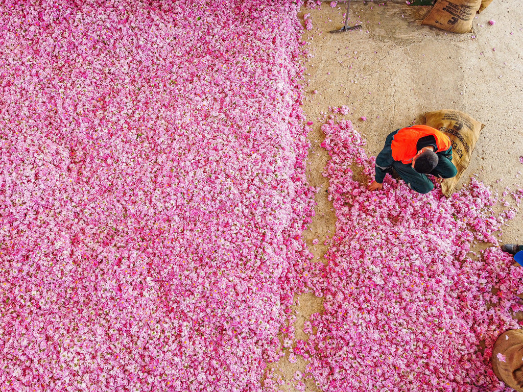 Rose Petals being put in Bag