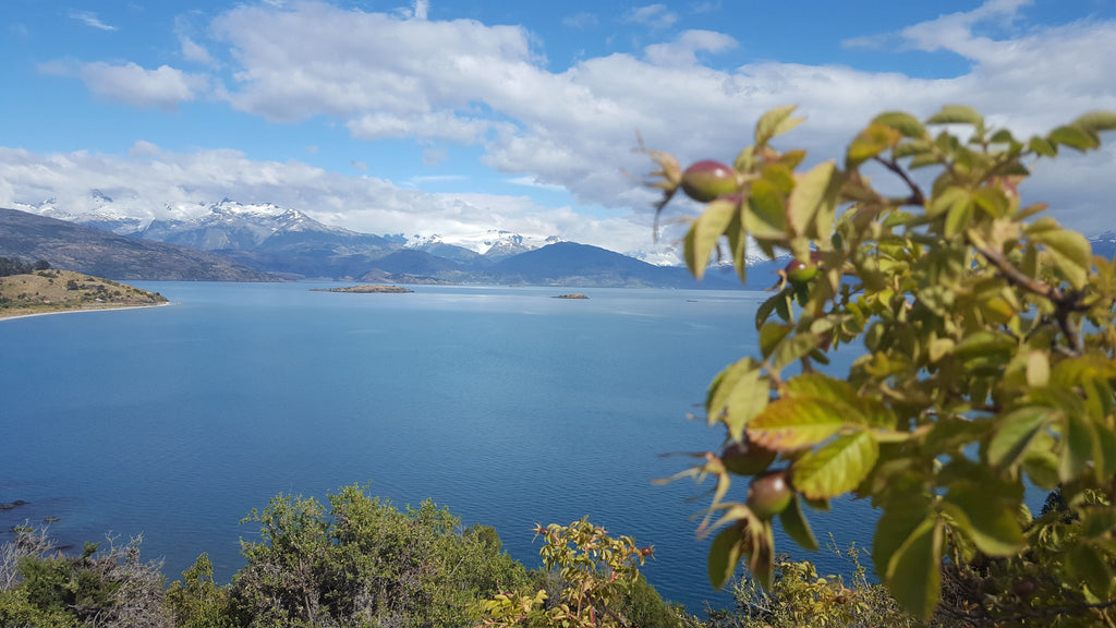 Patagonia mountains and rosehips