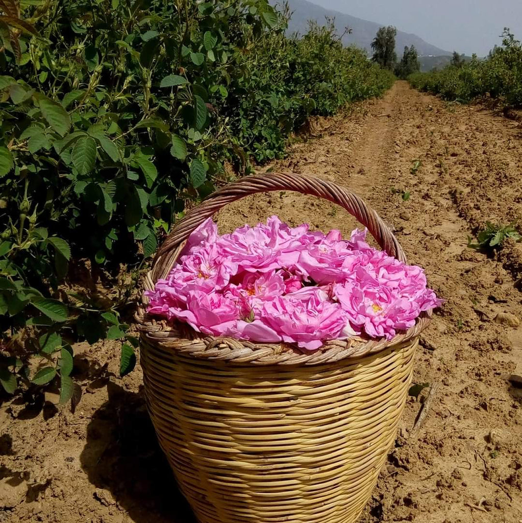 Moroccan Roses in Basket
